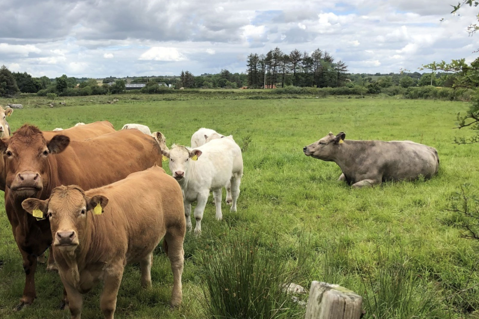cows ireland