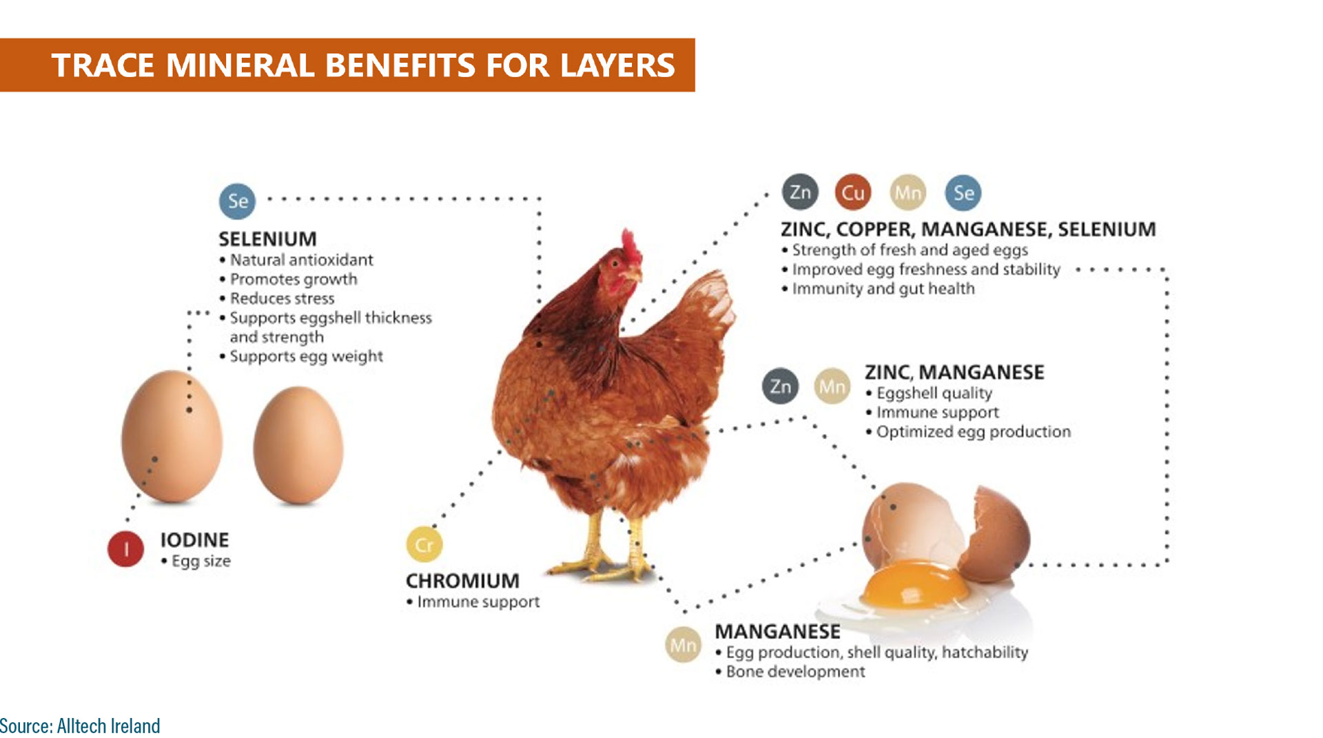 Prolonging laying cycles: Supporting production in laying hens